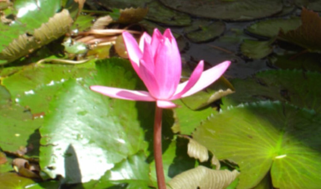 Aus der Tiefe wächst Entfaltung - Kloster Ilanz