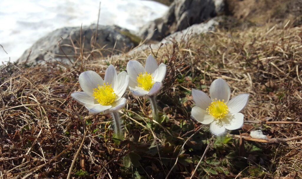 Feldenkrais und Fruehlingswandern Kloster Ilanz Programm 2026