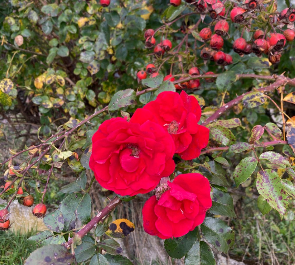 Immer sind es die Menschen Taenze Kloster Ilanz Programm rote Rosen
