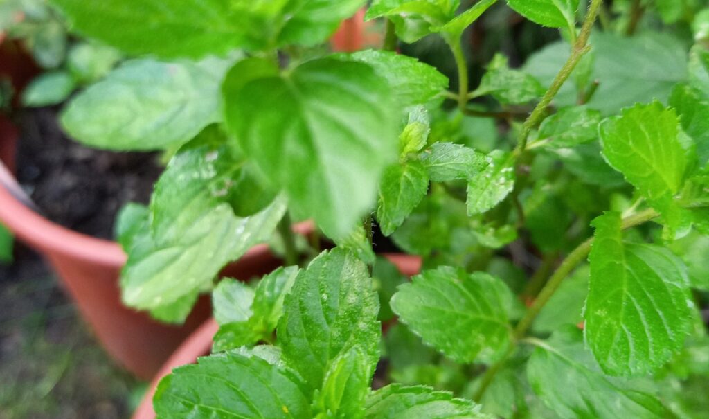 Kloster Ilanz Programm Die Welt der Minze