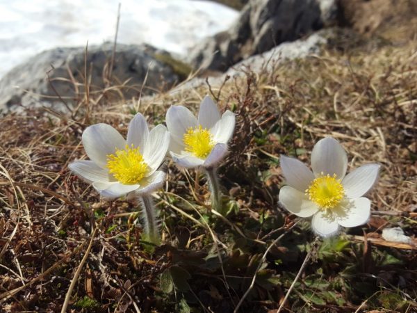 Feldenkrais und Frühlingswandern-Kloster Ilanz-Programm 2026 Feldenkrais und Fruehlingswandern Kloster Ilanz Programm 2026