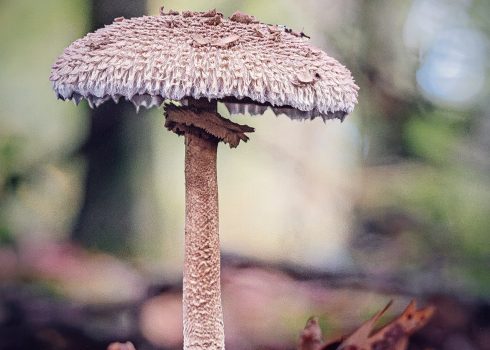 Fotoclub Grischuna Ausstellung Kloster Ilanz Programm 2026