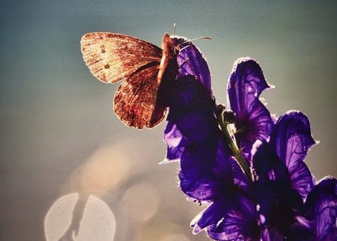 Fotoclub Grischuna Ausstellung Kloster Ilanz Programm 2026