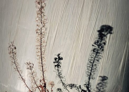 Fotoclub Grischuna Ausstellung Kloster Ilanz Programm 2026