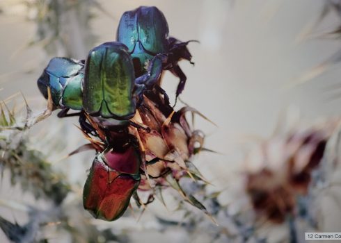 Fotoclub Grischuna Ausstellung Kloster Ilanz Programm 2026