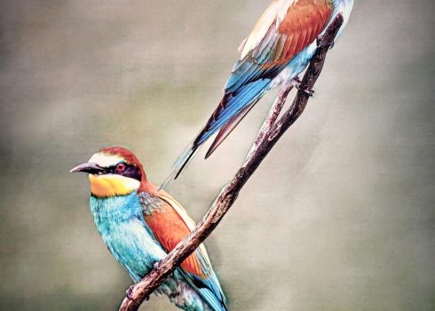 Fotoclub Grischuna Ausstellung im Kloster Ilanz Fruehjahr 2026