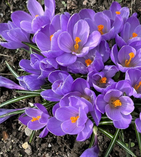 Fruehling Blumen Kloster Ilanz
