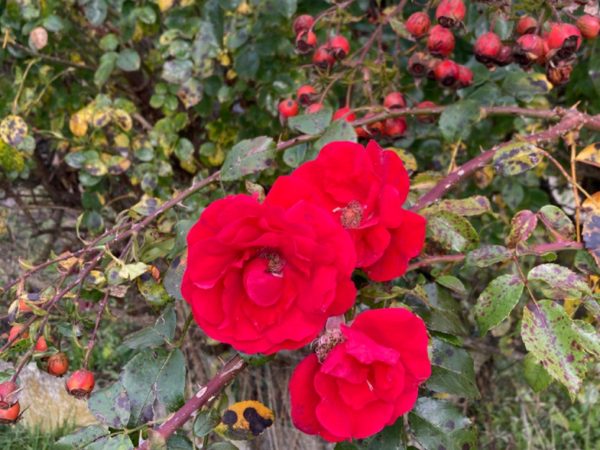 Immer sind es die Menschen – Taenze – Kloster Ilanz – Programm – rote Rosen Immer sind es die Menschen Taenze Kloster Ilanz Programm rote Rosen