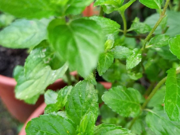 Kloster Ilanz Programm Die Welt der Minze