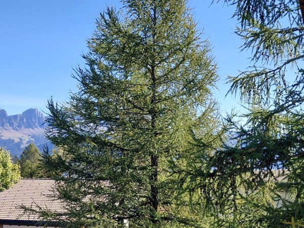 Nadelbaeume - Kraftpakete der Natur_Kloster Ilanz Jahresprogramm 2027
