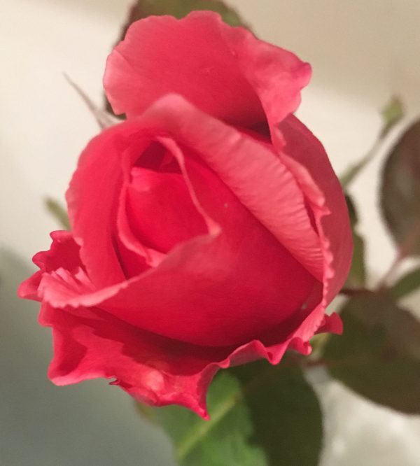 Rose_Kloster Ilanz_Professjubiläum