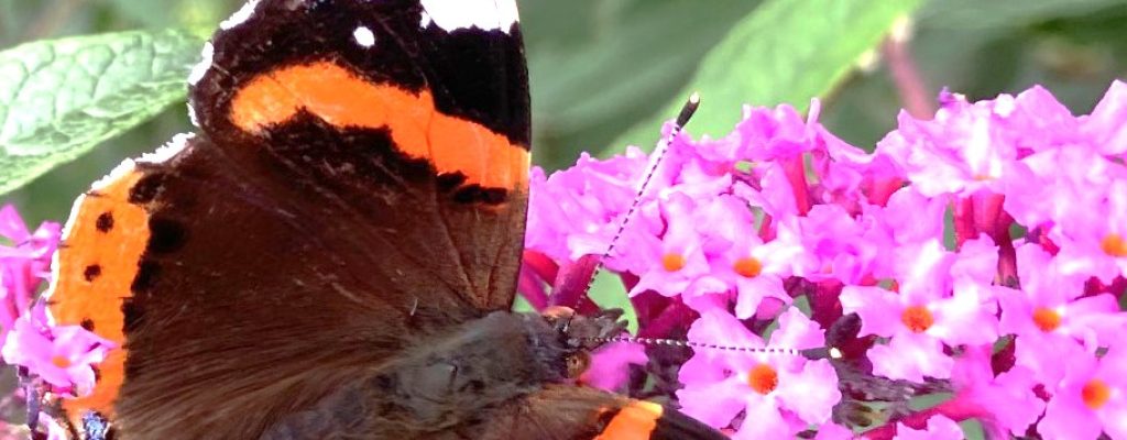 Schmetterding Schmetterding