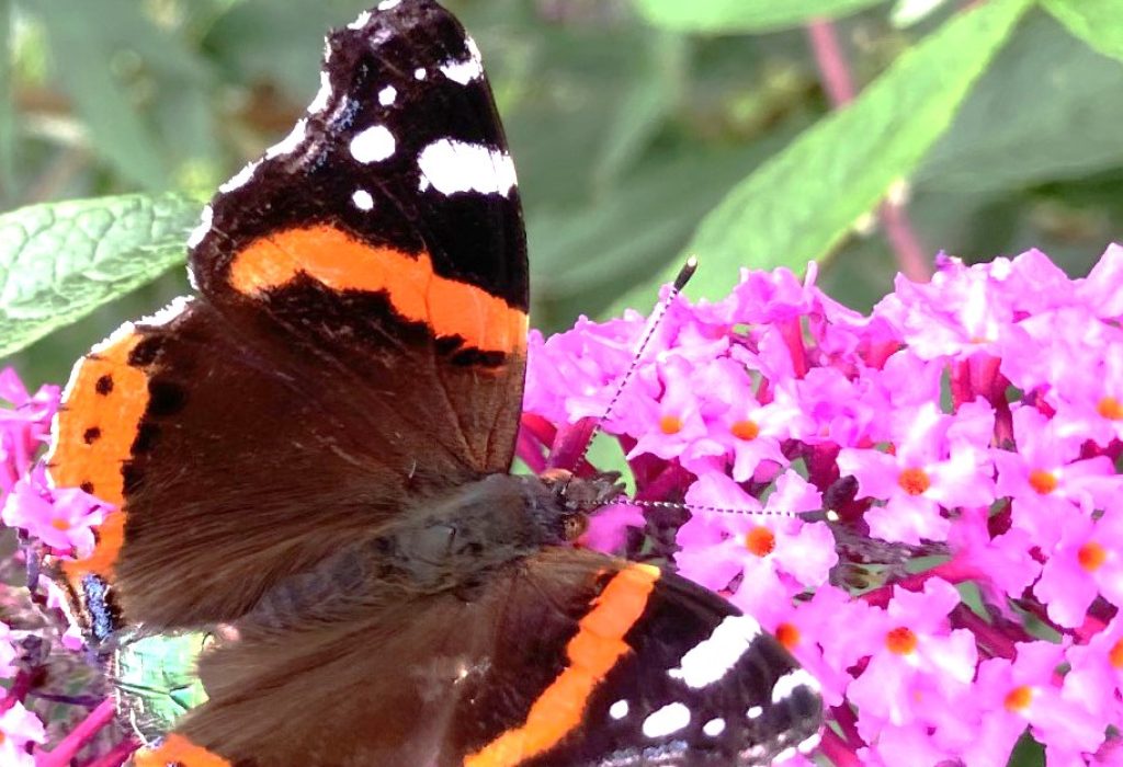 Schmetterding Schmetterding