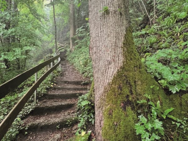 Shinrin-Yoku-Waldbaden Heilgymnastik Kloster Ilanz Programm 2026